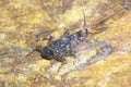 Mayfly nymph close up,Ecdyonurus larvae