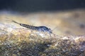 Mayfly nymph close up,Ecdyonurus larvae,Underwater photography