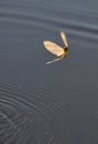 Mayfly