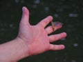 Mayfly Palingenia longicauda on the hand