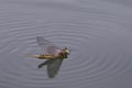 Mayfly Palingenia longicauda on the water surface