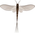 Mayfly