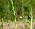 A mayfly resting in the sun