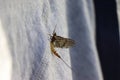 Portrait of Mayfly insect - fly fishing