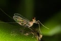 Mayfly Super Macro