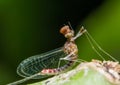 Mayfly Super Macro