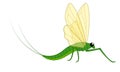 Mayfly Vector Insect Royalty Free Stock Photo
