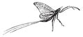 Mayfly, vintage engraving Royalty Free Stock Photo