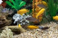 Maylandia lombardoi, african fishes cichlids swimming in aquarium Royalty Free Stock Photo