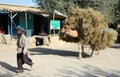 A man with a camel in Maymana in Faryab Province, Afghanistan