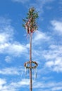 Maypole tree in front of blue and white sky Royalty Free Stock Photo