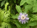 Maypop purple passion flower Royalty Free Stock Photo