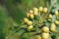 Maythorn fruits Royalty Free Stock Photo