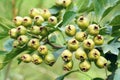 Maythorn fruits Royalty Free Stock Photo