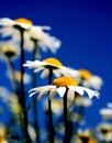 Mayweed fields forever Royalty Free Stock Photo