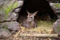 Mazama, deer from the forests of South America