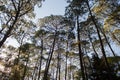 Mazamitla forest in Mexico, Jalisco Royalty Free Stock Photo