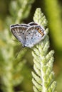 Mazarine blue butterfly