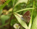 Mazarine blue butterfly