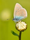 Mazarine Blue Butterfly on a flower Royalty Free Stock Photo
