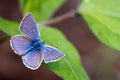 Mazarine Blue (Polyommatus semiargus)