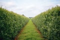 a maze in a field with tall hedge walls Royalty Free Stock Photo