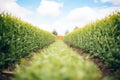 a maze in a field with tall hedge walls Royalty Free Stock Photo