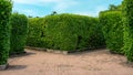 Maze garden design, green leaf wall plant on concrete walkway in gardens Royalty Free Stock Photo