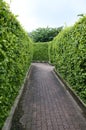 Maze garden