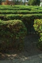 Maze made of evergreen bushes in a garden Royalty Free Stock Photo