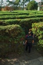 Maze made of evergreen bushes in a garden Royalty Free Stock Photo