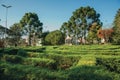 Maze made of evergreen bushes in a garden Royalty Free Stock Photo