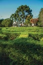 Maze made of evergreen bushes in a garden Royalty Free Stock Photo