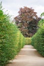 Maze of tall bushes of trimmed green bushes in the park in summer Royalty Free Stock Photo