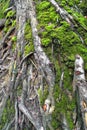 Maze of tree roots on a moss in spring season in Podkarpacie region in south eastern Poland