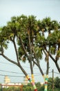 Mazgaon Branching Palm Batticaloa Sri Lanka Royalty Free Stock Photo