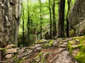 Mazing interlacing of the roots of large trees.