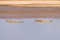Amazing view of a group of crocodiles resting on the sandy banks of an African river