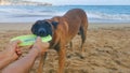 Playing with dog throwing frisbie frisby on beach Mazunte Mexico