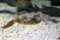 Mbu pufferfish Royalty Free Stock Photo