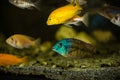 Mbuna  african fishes cichlids Royalty Free Stock Photo