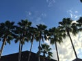 McAllen Palm trees