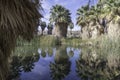 The McCallum Grove Pond in Coachella Valley Preserve