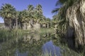 The McCallum Grove Pond in Coachella Valley Preserve