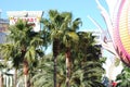 McCarran International Airport, tree, palm tree, arecales, plant