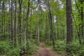 McCarthy Beach State Park in Northern Minnesota Royalty Free Stock Photo