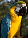 Mccaw Parrot Royalty Free Stock Photo