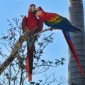 McCaws sharing a bite to eat Royalty Free Stock Photo