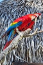 Two Scarlet McCaws sitting on a branch Royalty Free Stock Photo