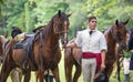 Revolutionary War Reenactor and Horse Royalty Free Stock Photo